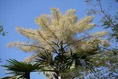 Corypha umbraculifera